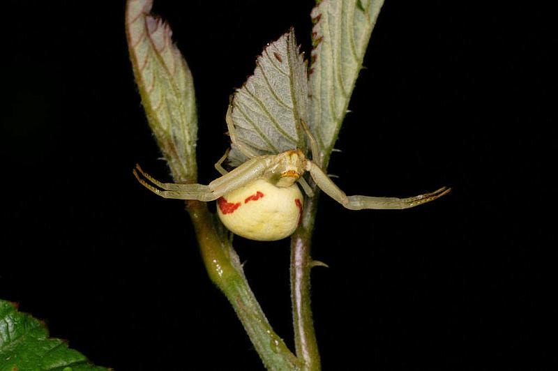 Misumena_vatia_D5201_Z_92_Les Gris_Frankrijk.jpg